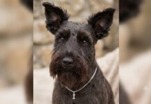 The World’s Best Dog Could Never Be a Service Dog Izzy - The Worlds best dog