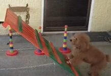 Sunday’s First Agility Class: A Lesson in Selective Audacity Sunday's First Agility Class