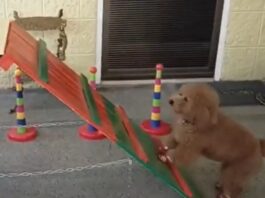 Sunday's First Agility Class