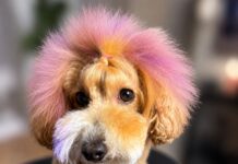 How a Whoops Puppy Became the Face of Service Dog Magazine Sunday the orange toy poodle with purple hair looking directly at the camera