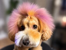 Sunday the orange toy poodle with purple hair looking directly at the camera